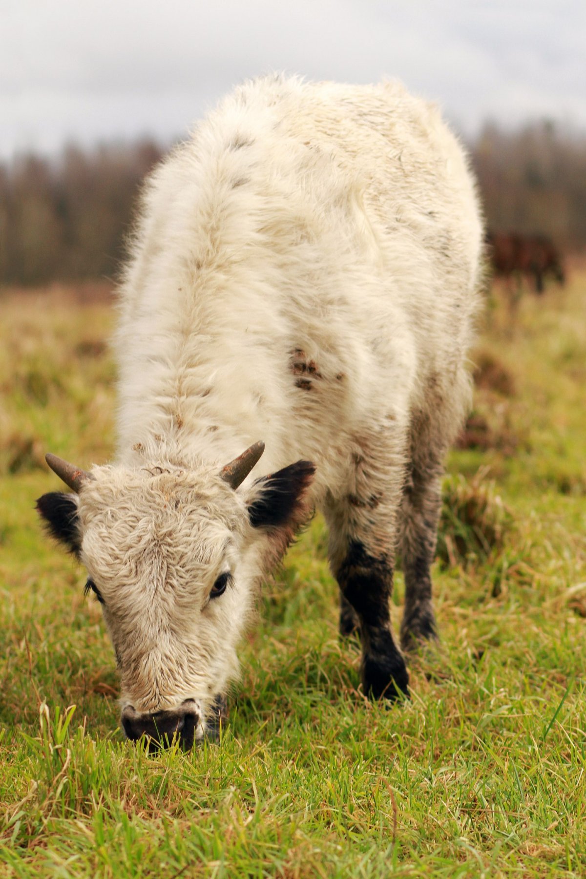 ДЗО (Хайнак)