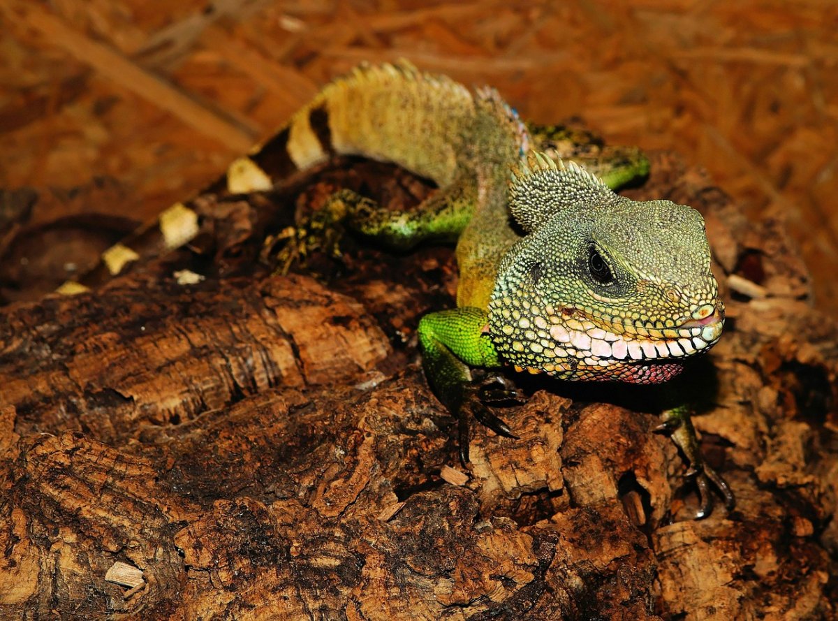 Пресмыкающиеся ящерицы