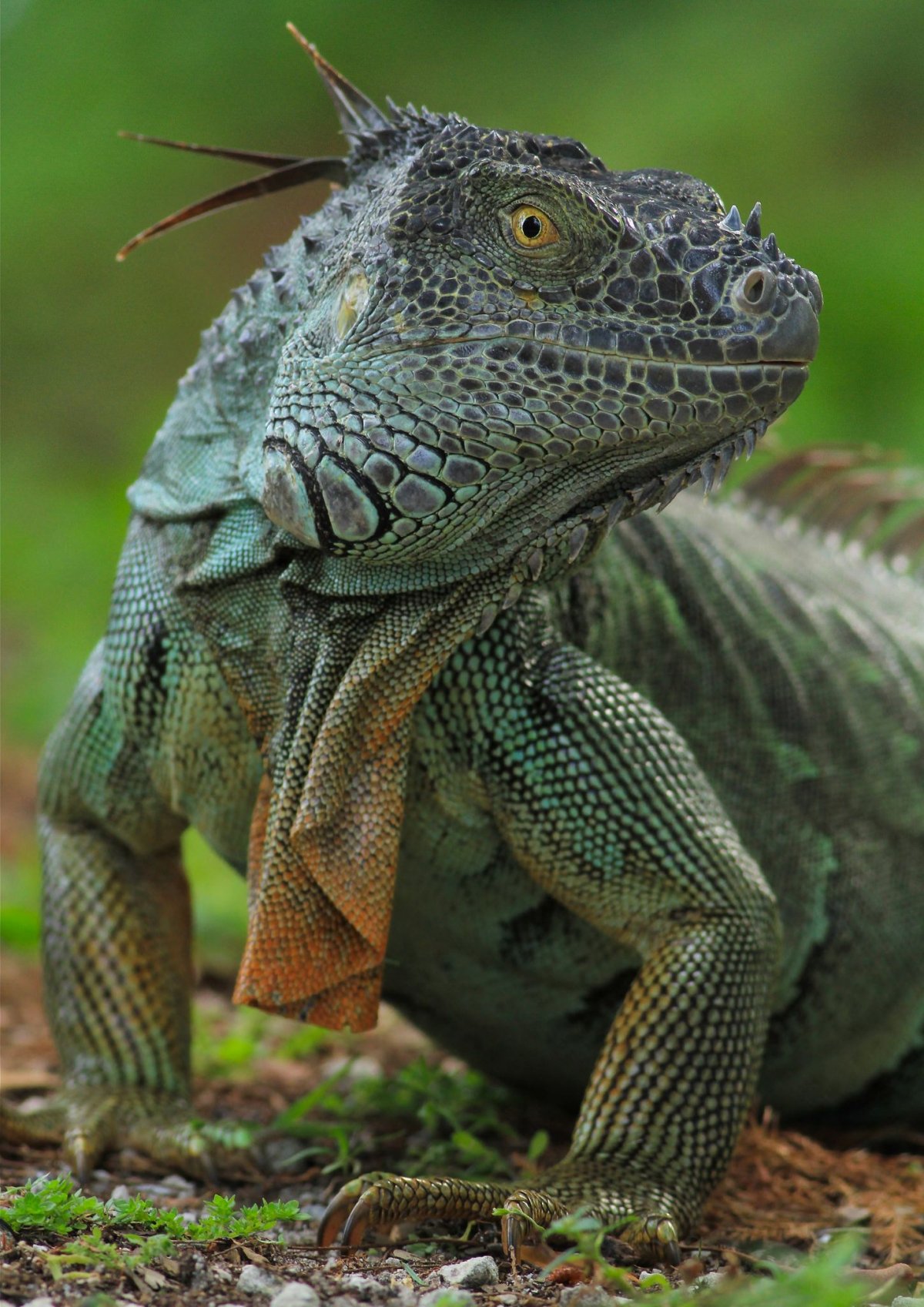 Варан геккон игуана