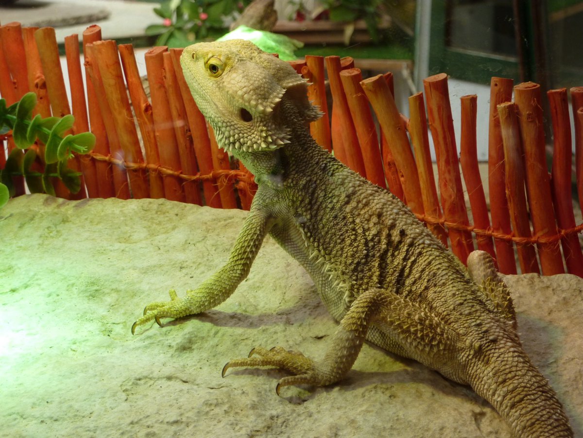 Игуана динозавр