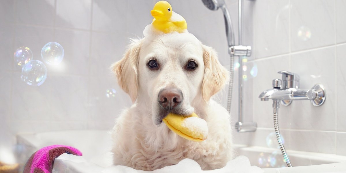 Собака моется