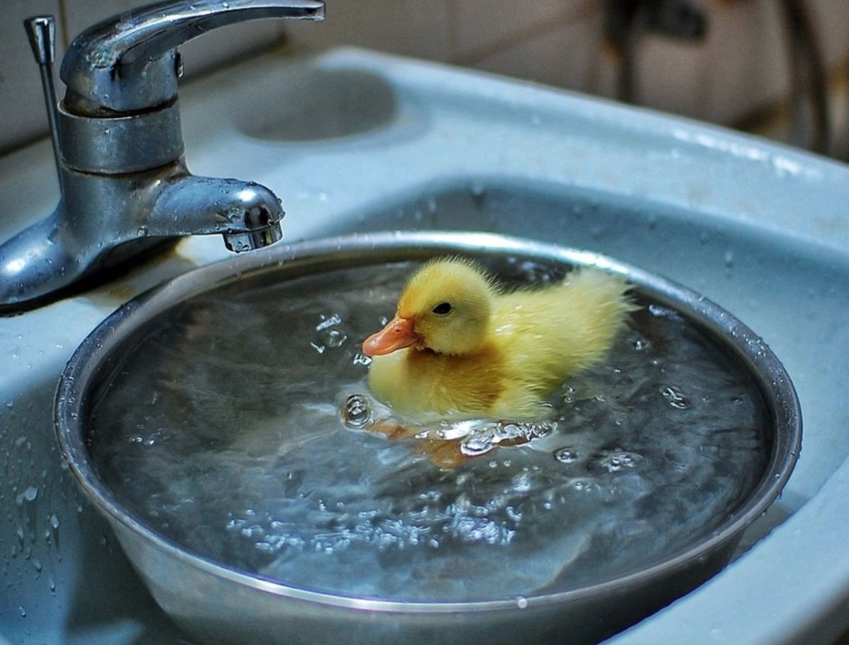 Утенок в ванной