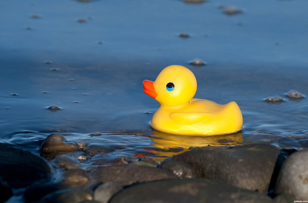 Утки в море