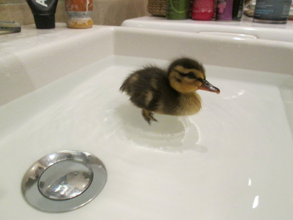 Утка в квартире