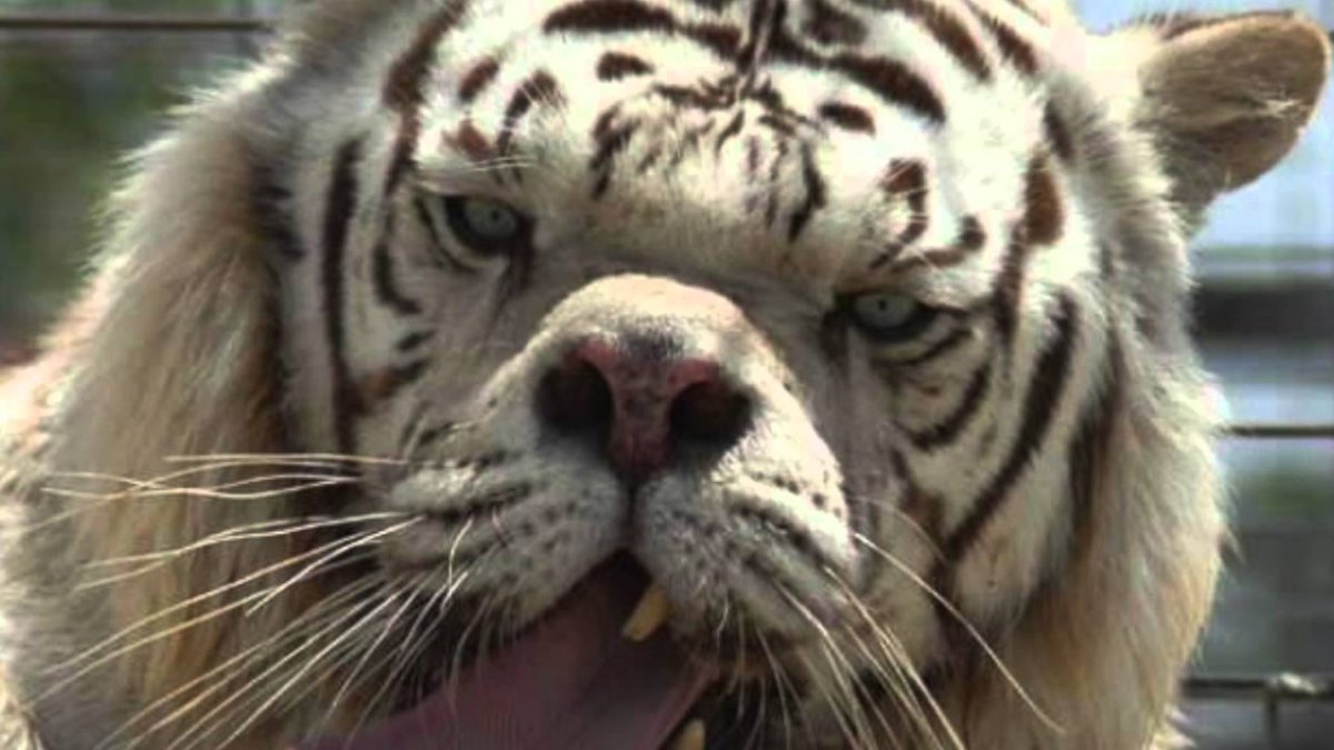 Тигр даун Кенни