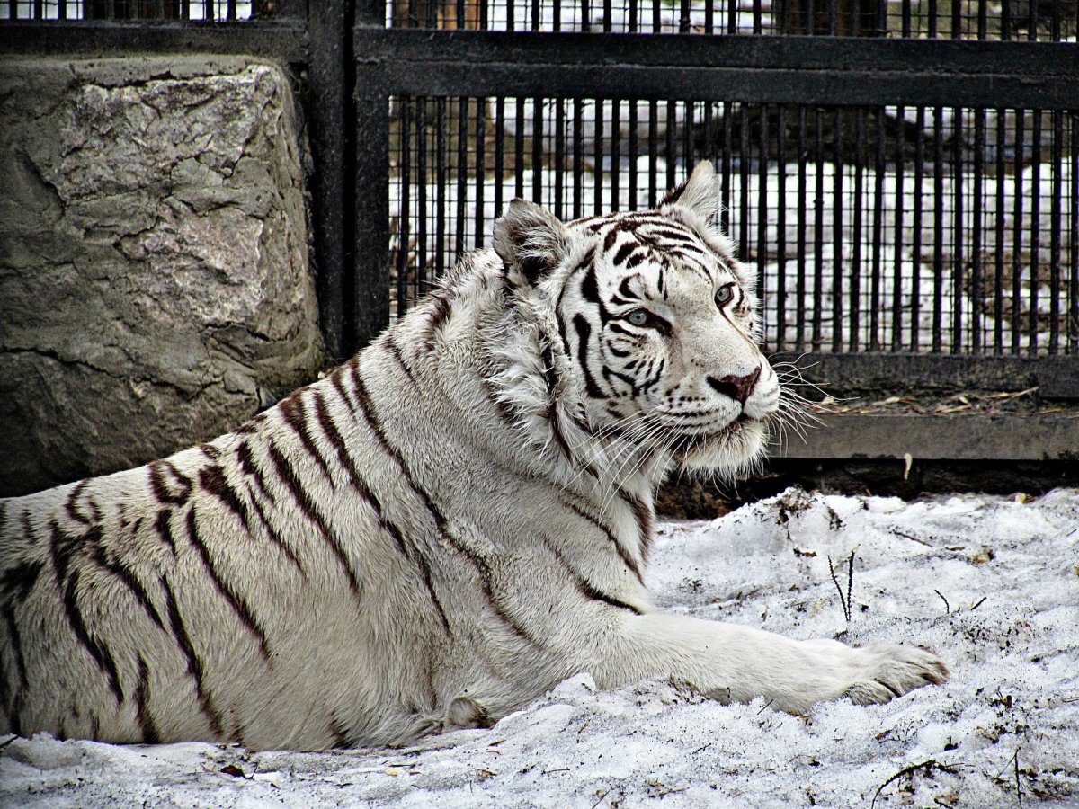Уссурийский тигр Новосибирский зоопарк