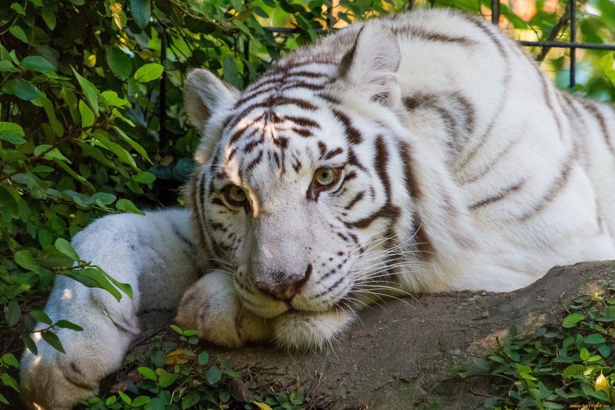 Амурский тигр альбинос