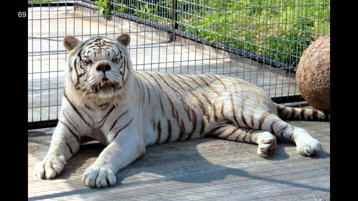 Синдром Дауна у тигра