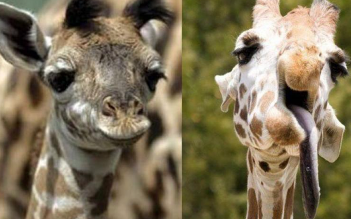 Животное даун