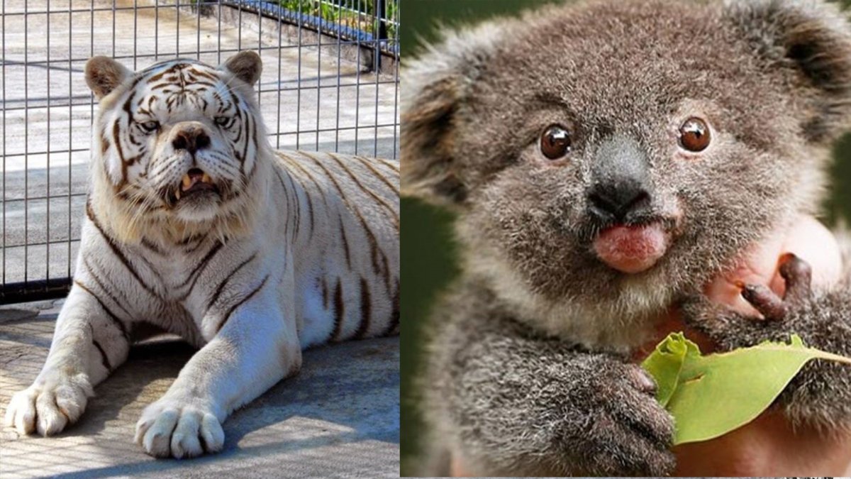 Лев с синдромом Дауна