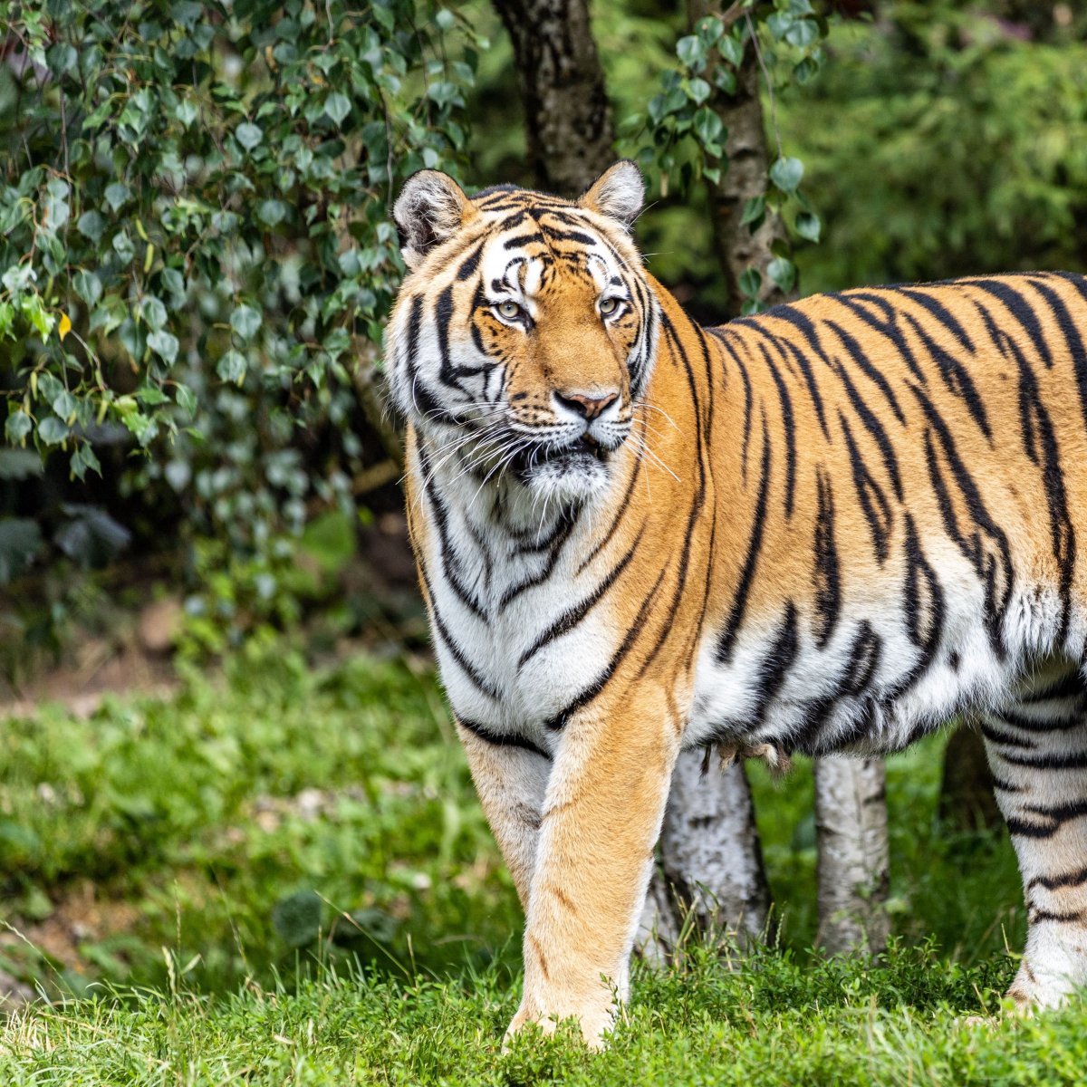 Полосатый тигр