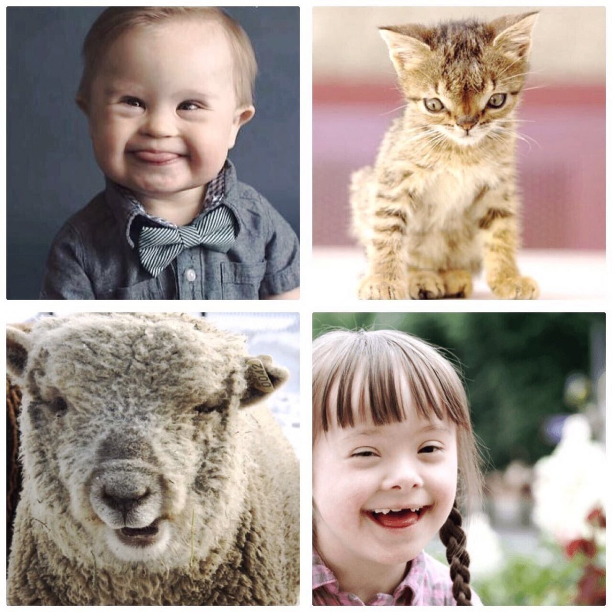 Животные дауны