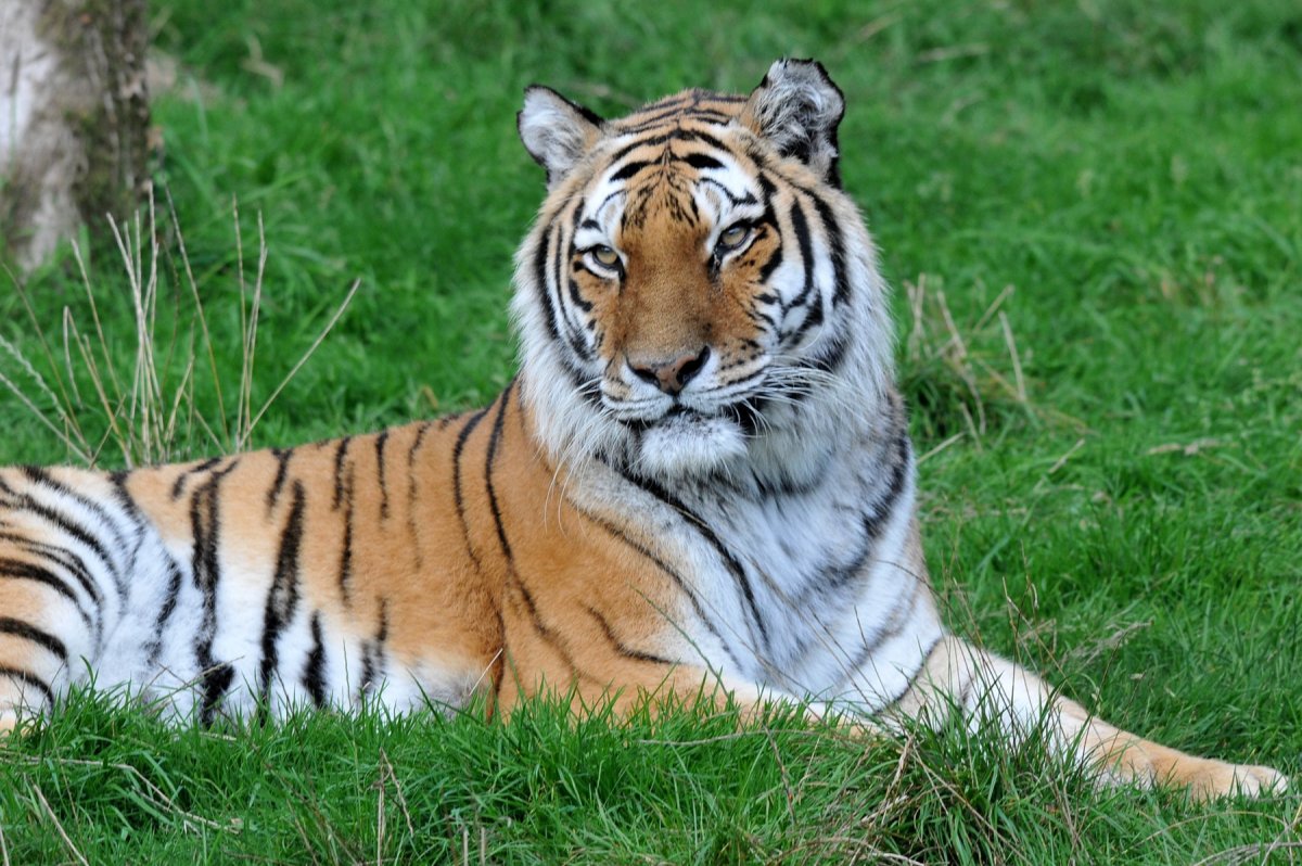 Белый тигр даун