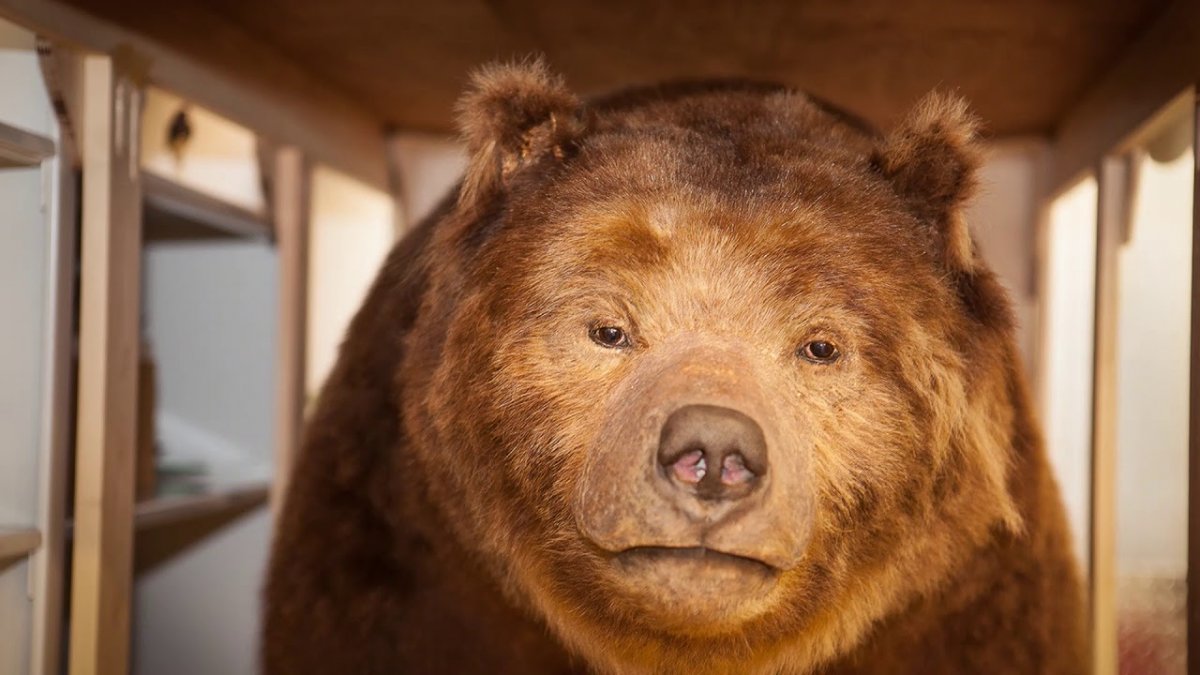 Калифорнийский Гризли