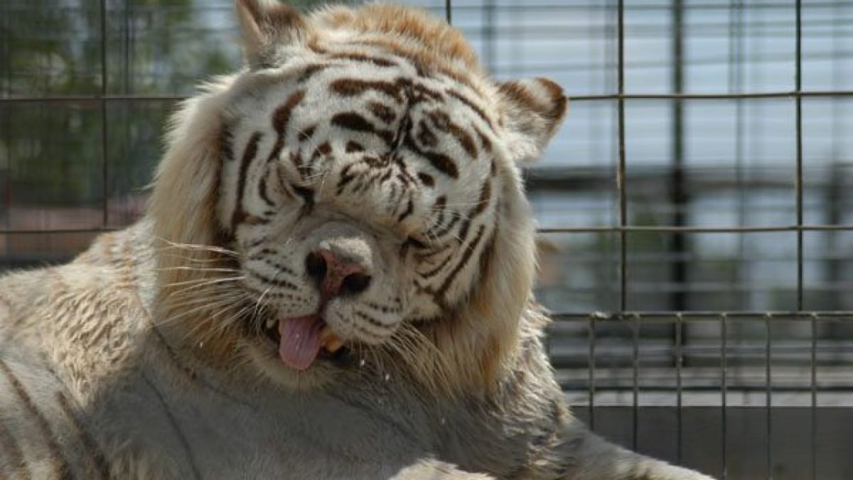 Белый тигр Кенни