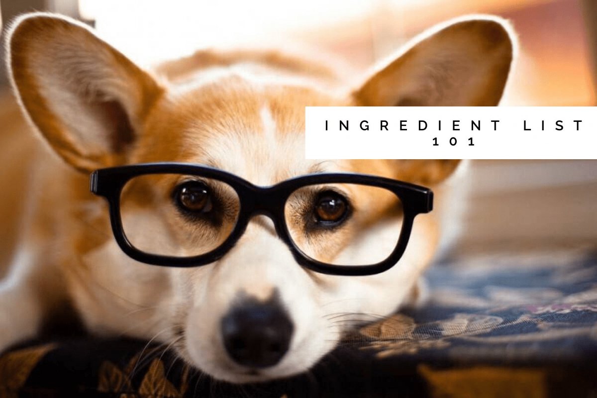 Собака в солнцезащитных очках