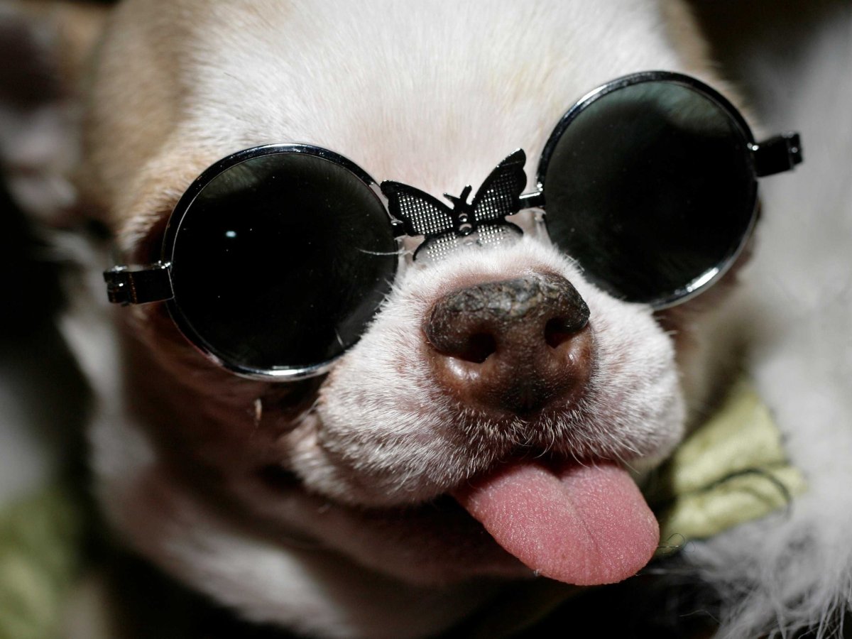 Смешной пес в очках