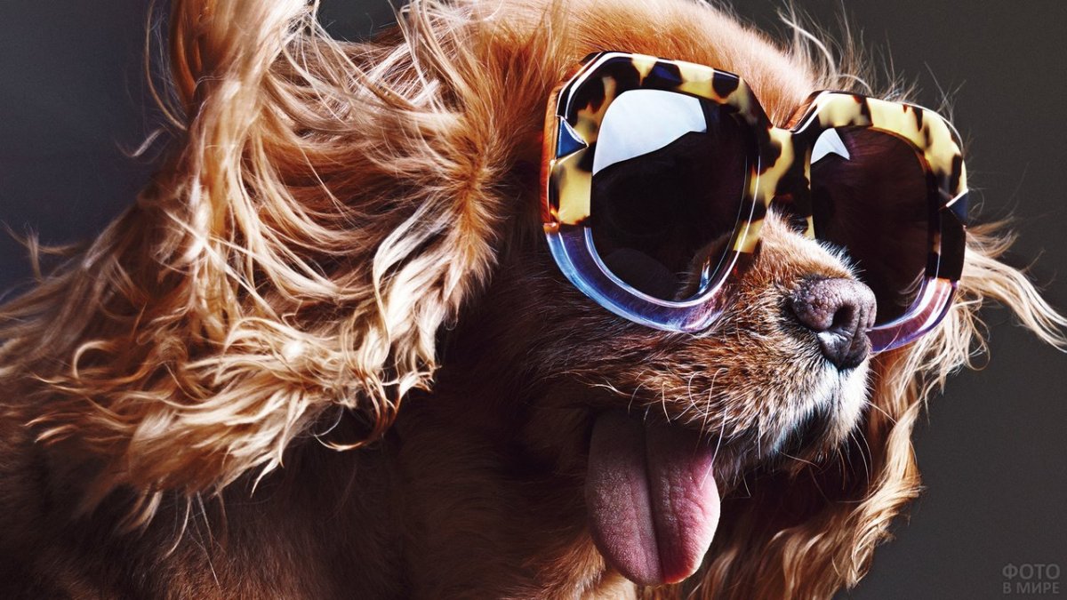 Животные в очках