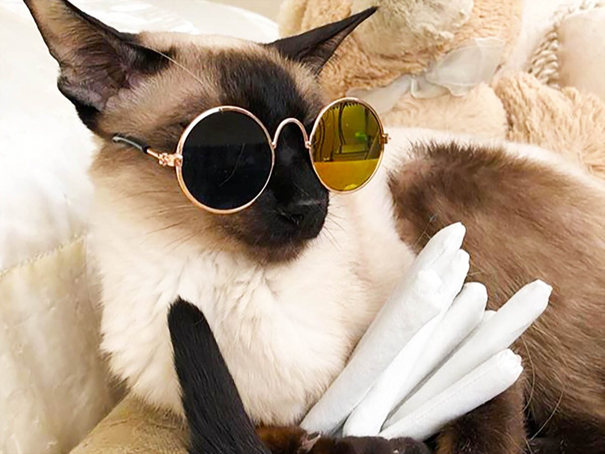Кот в солнечных очках