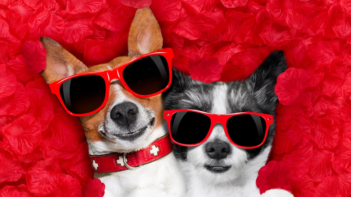 Романтичная собака