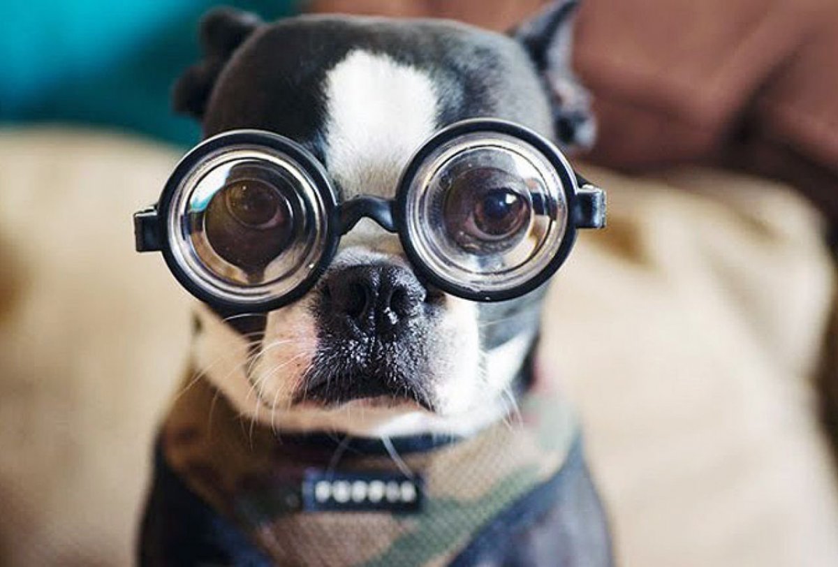 Пес в очках