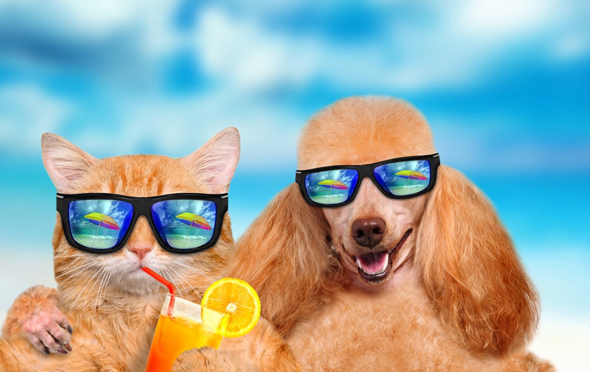 Кот в солнечных очках