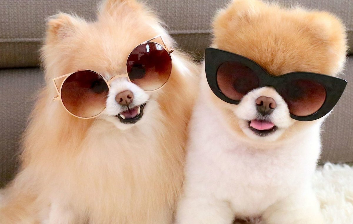 Милая собачка в очках