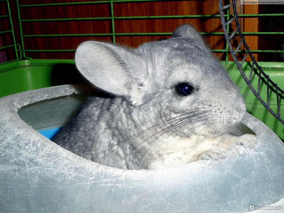 Самка шиншиллы