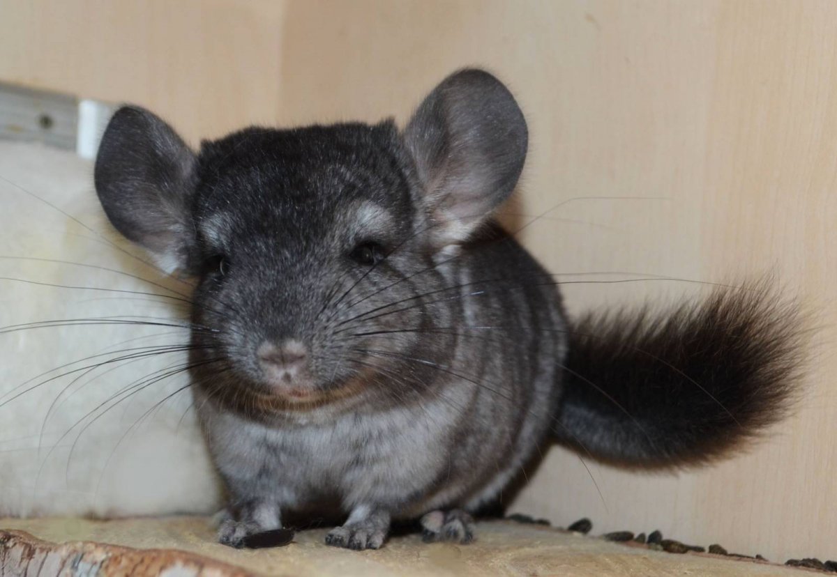 Большая короткохвостая шиншилла