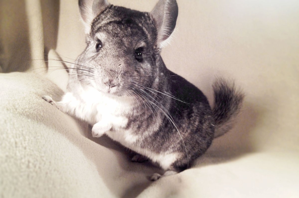 Большая короткохвостая шиншилла