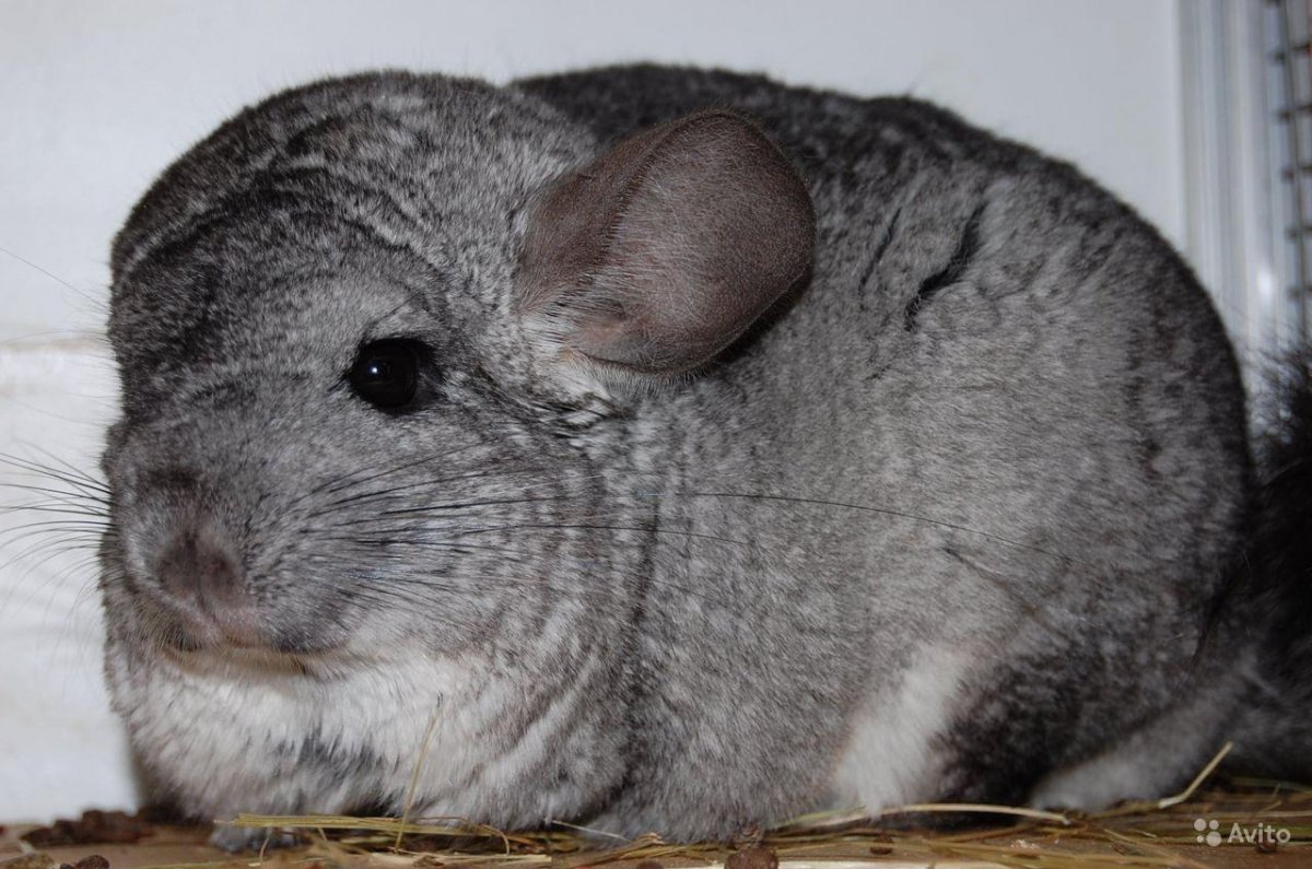 Береговая шиншилла