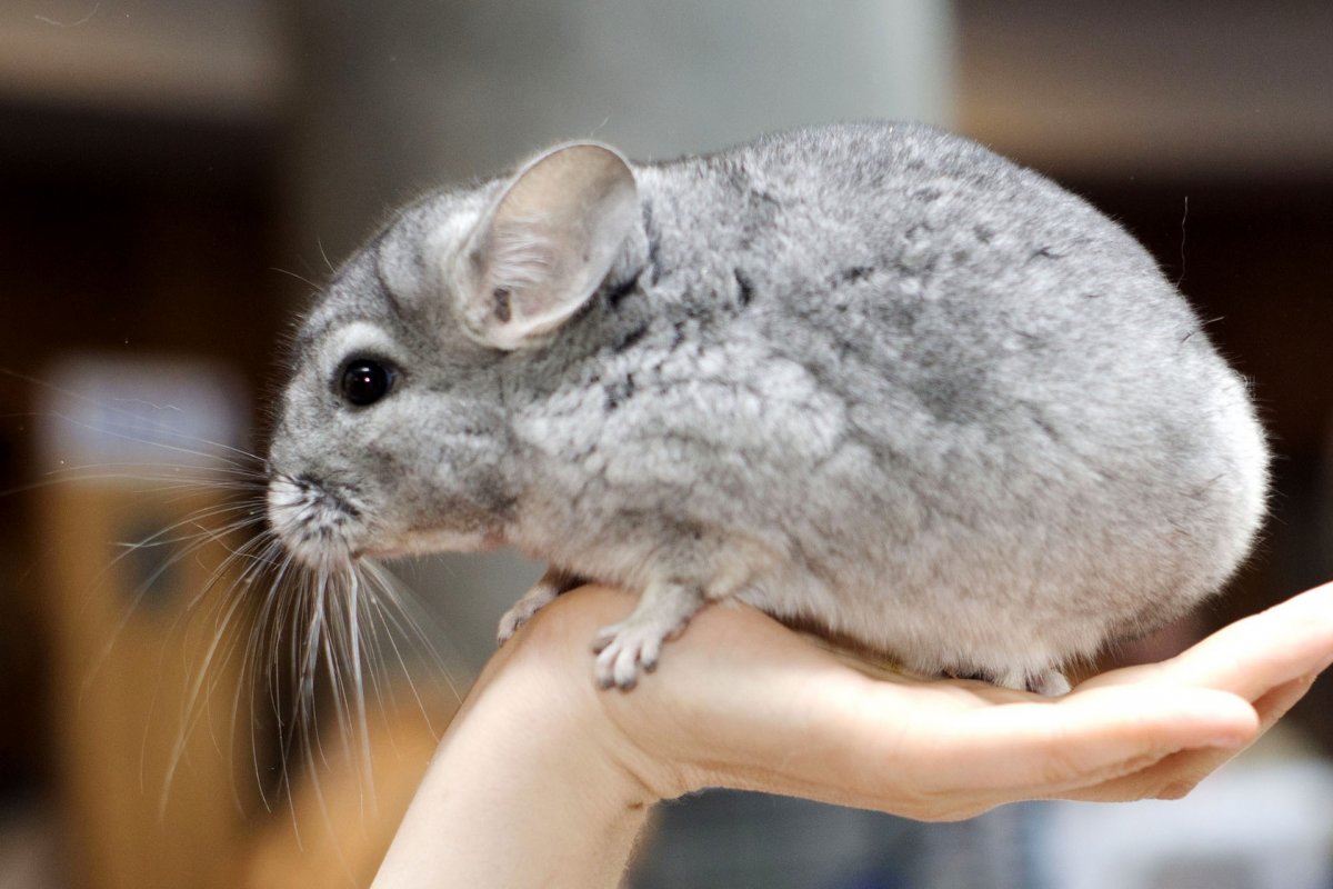 Шиншилла Эстетика