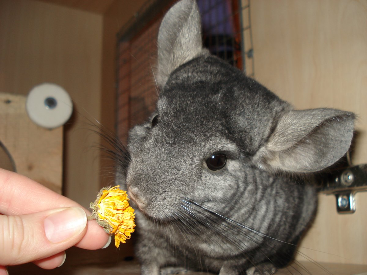 Злая шиншилла