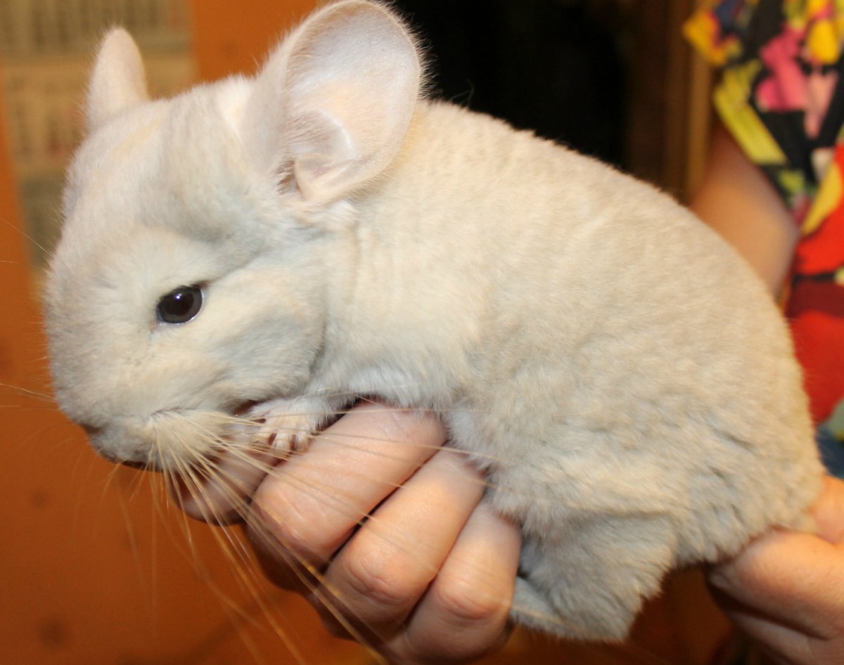 Гомобежевая шиншилла