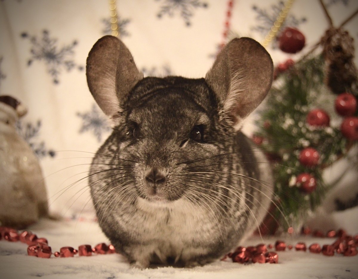 Животные шиншилла