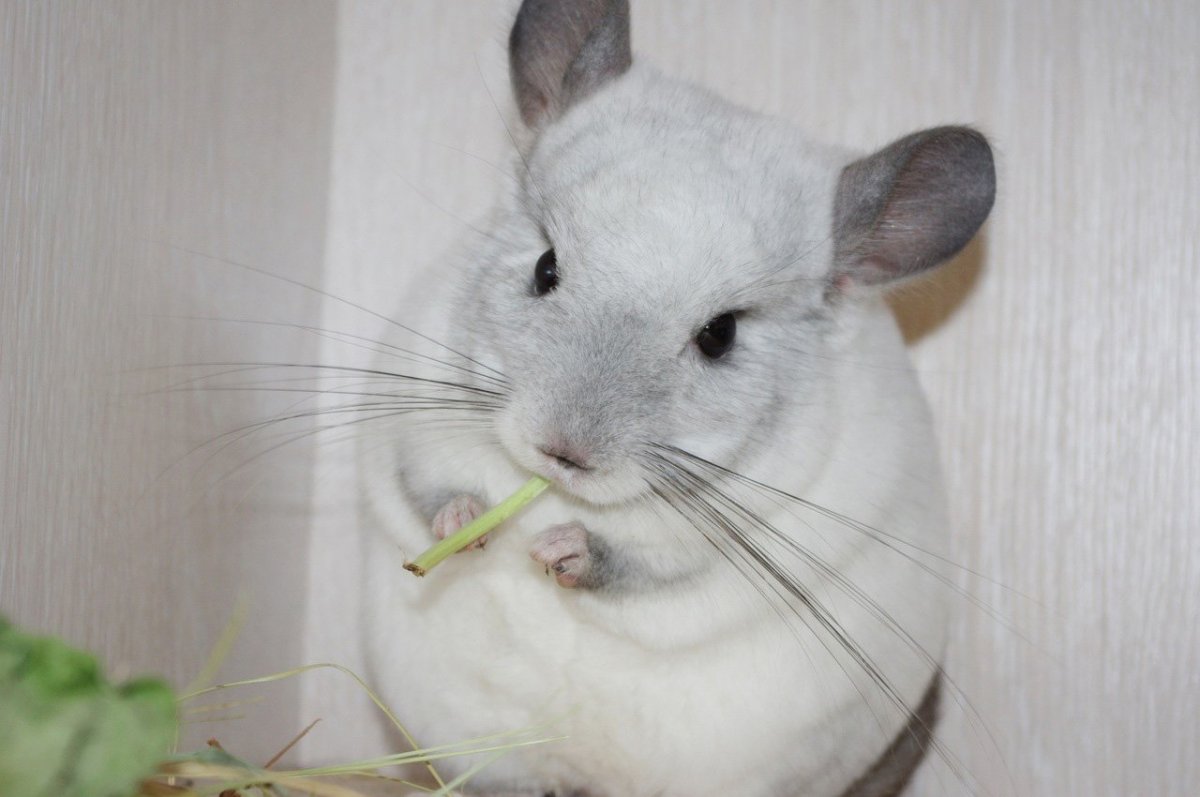 Самая большая шиншилла в мире