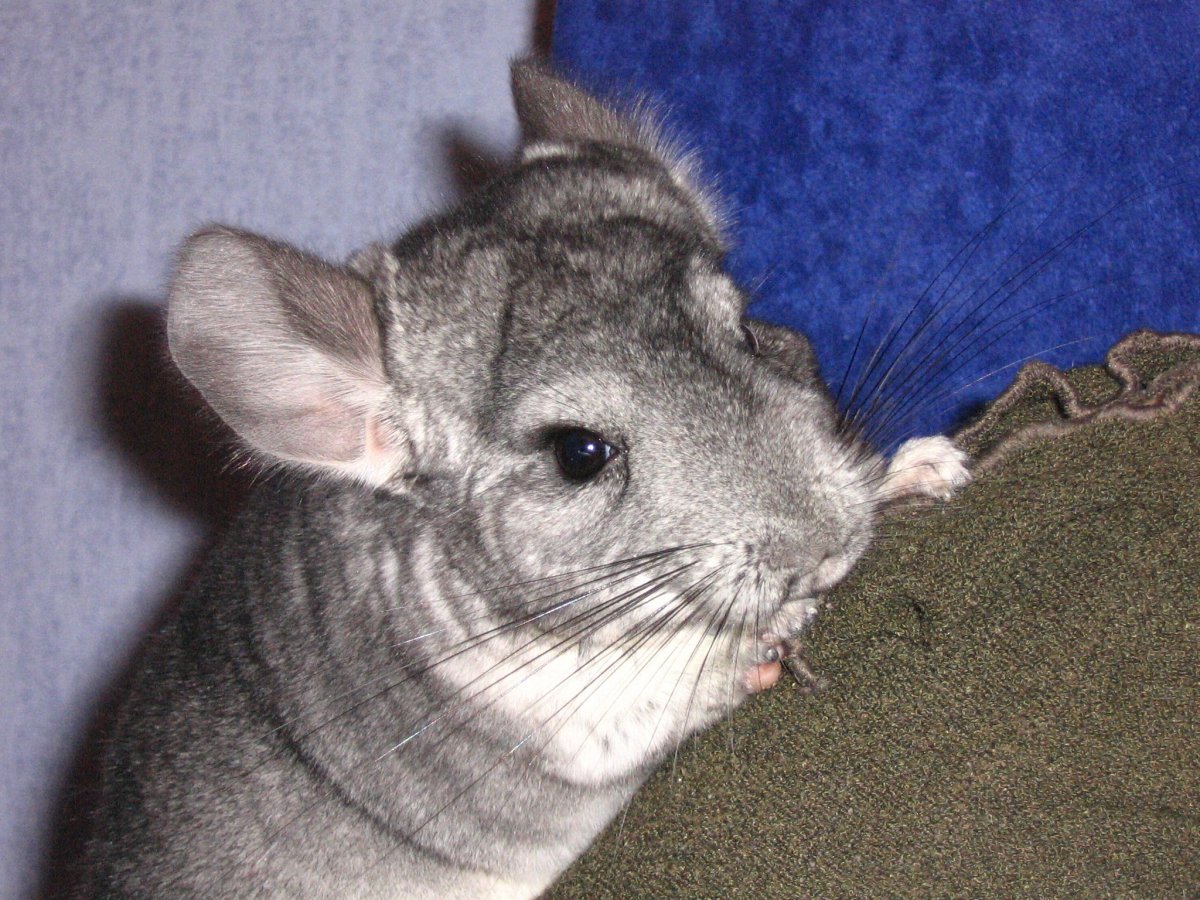 Самая большая шиншилла в мире фото