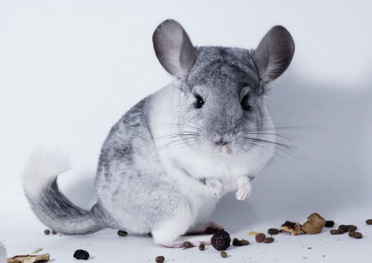 Австралийская шиншилла