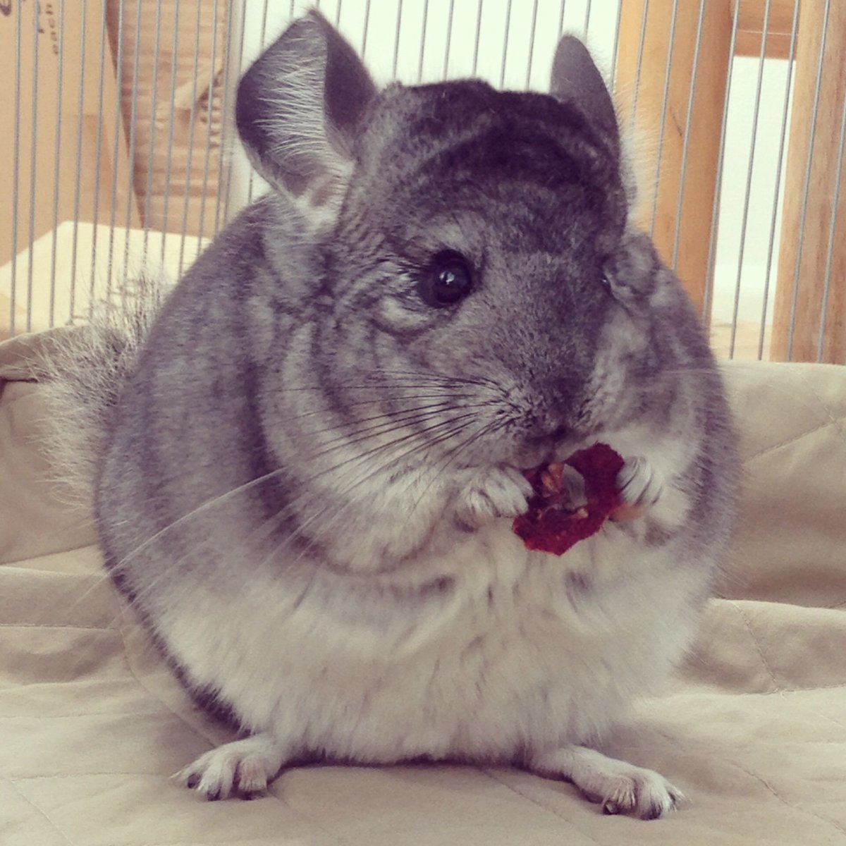 Мраморная шиншилла