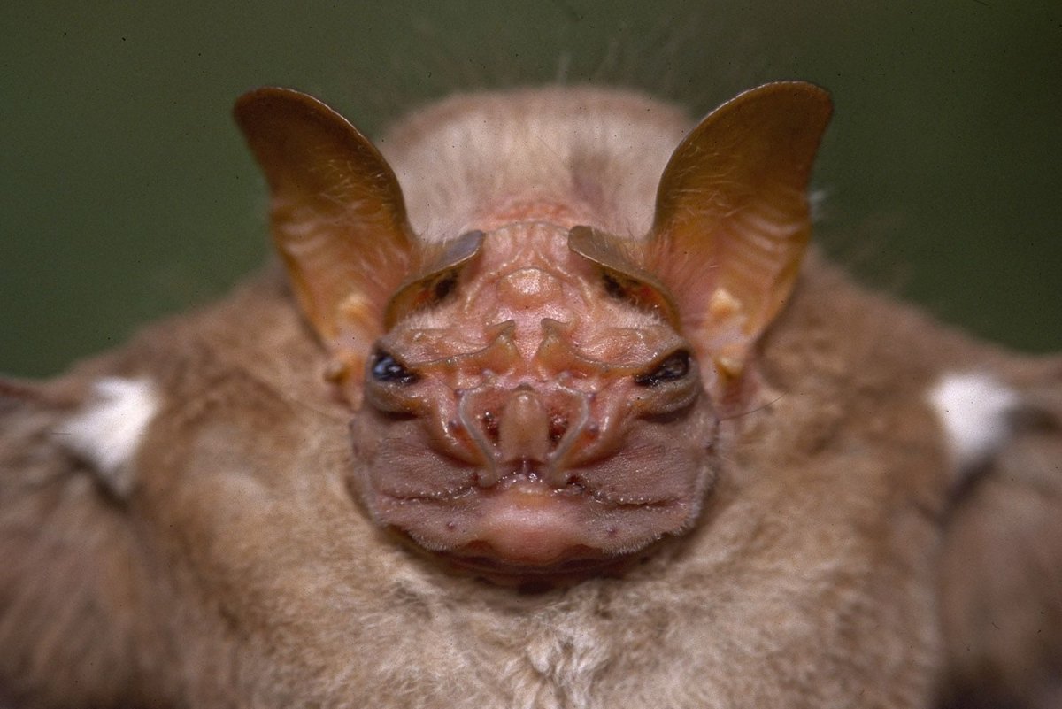 Складчатомордого листоноса