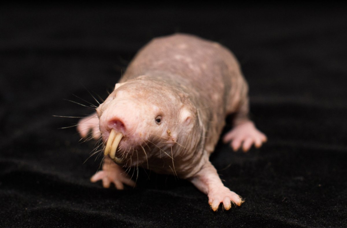 Складчатомордого листоноса