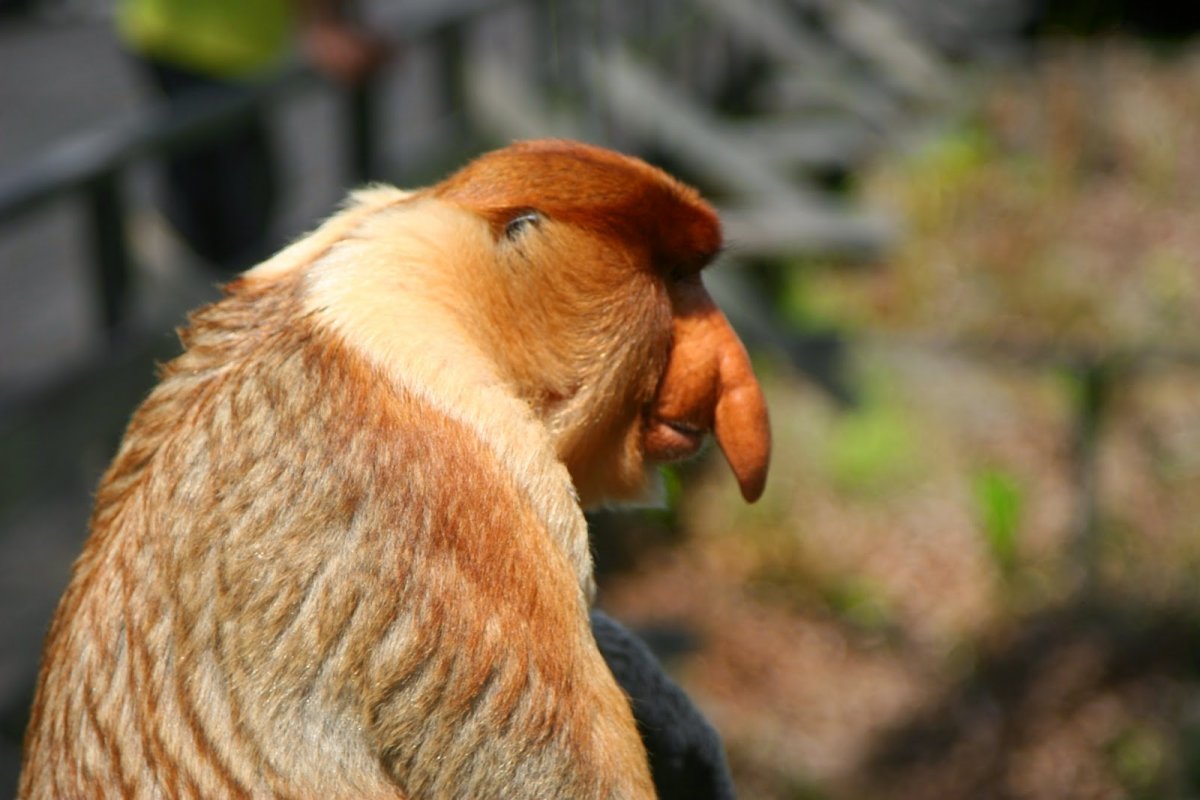 Калифорнийский Кондор самка с яйцами