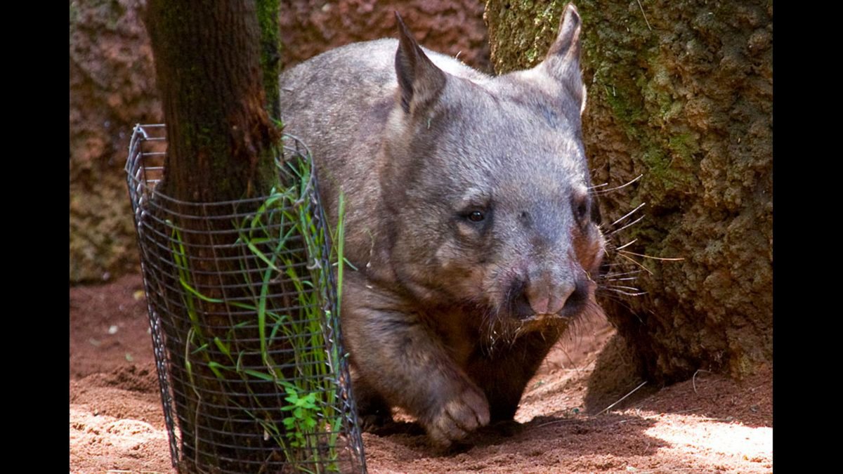 Китайская хохлатая собака самая уродливая