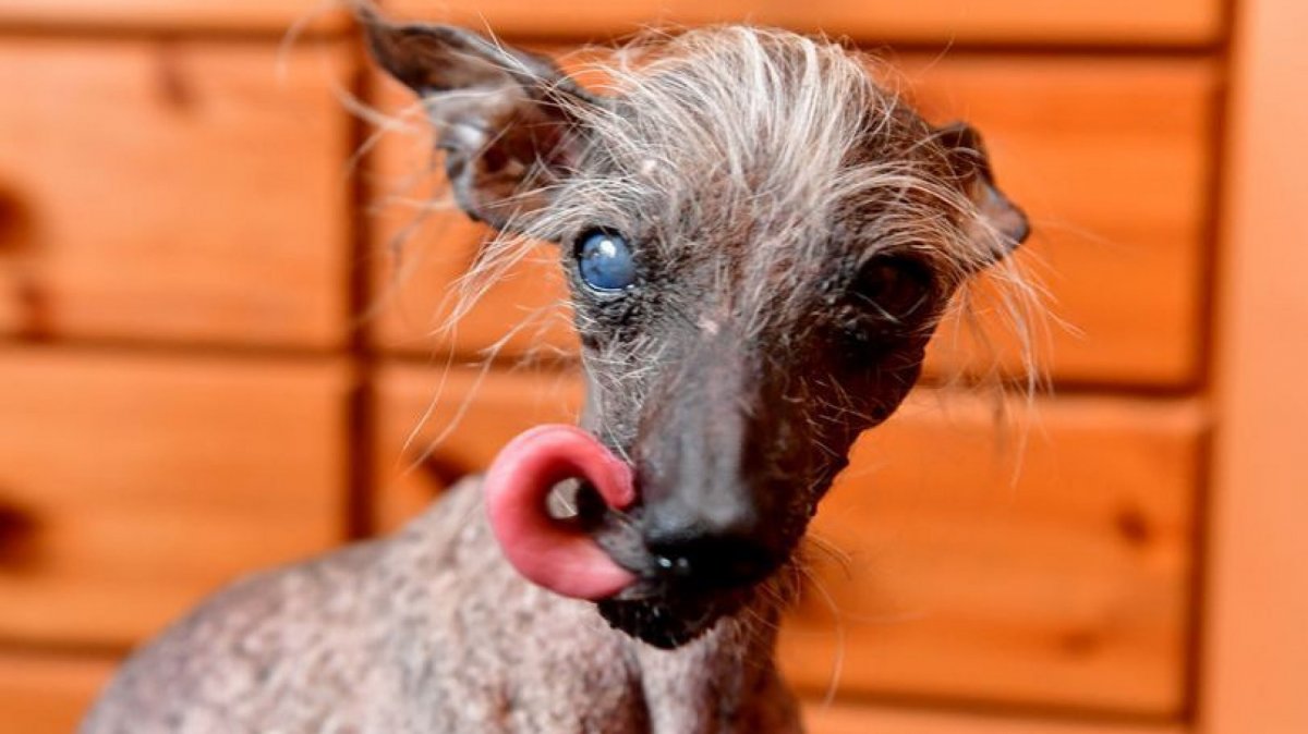 Самые страшные животные мира