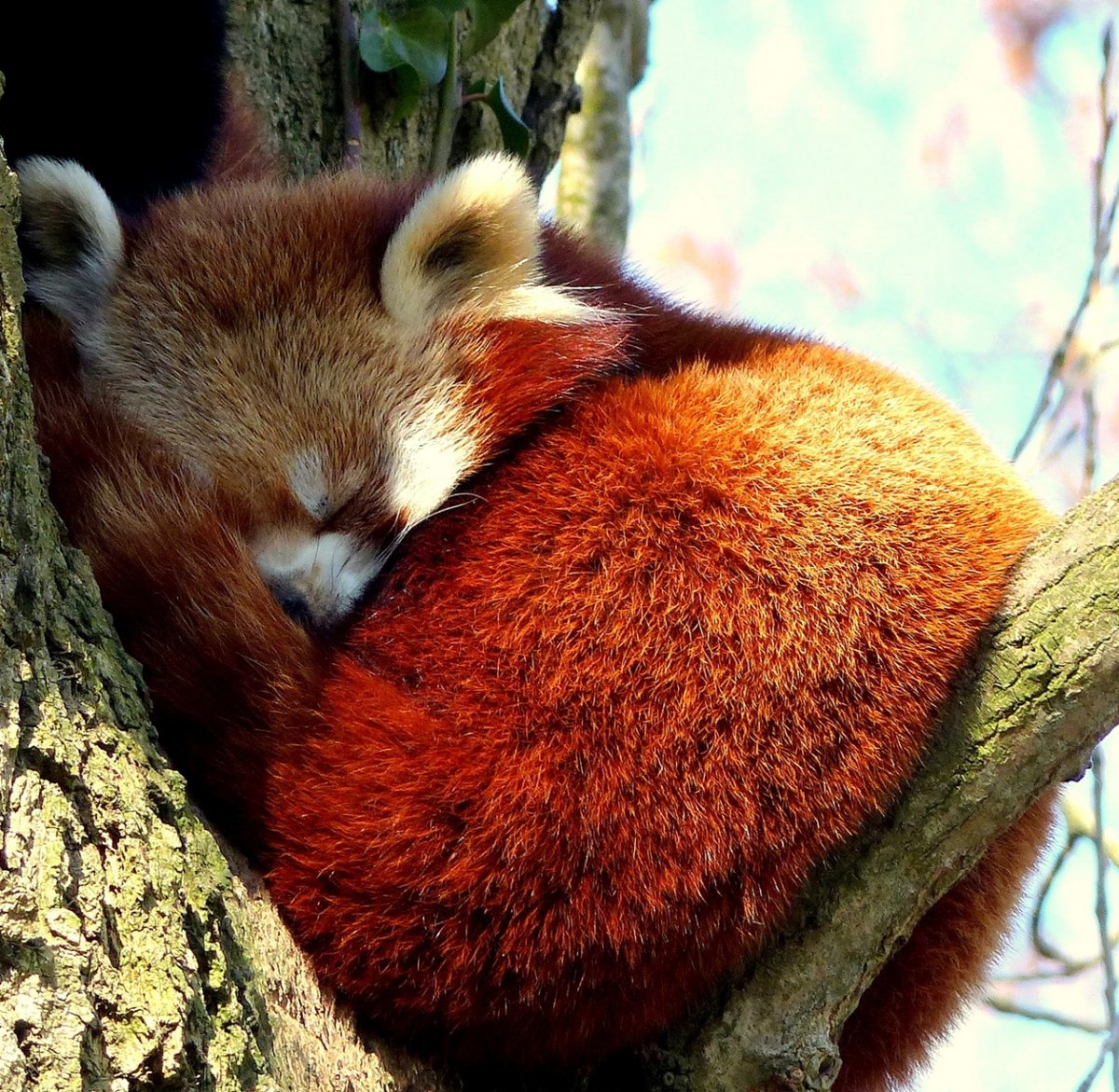 Удивительные звери