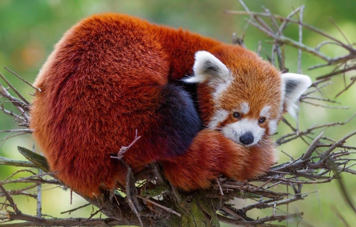 Малая Панда в России