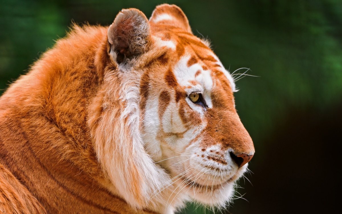 Золотой полосатый тигр