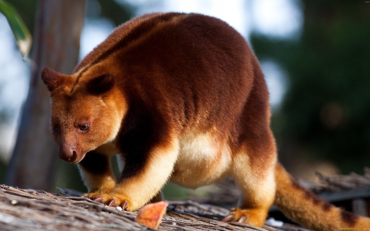 Валлаби древесные кенгуру