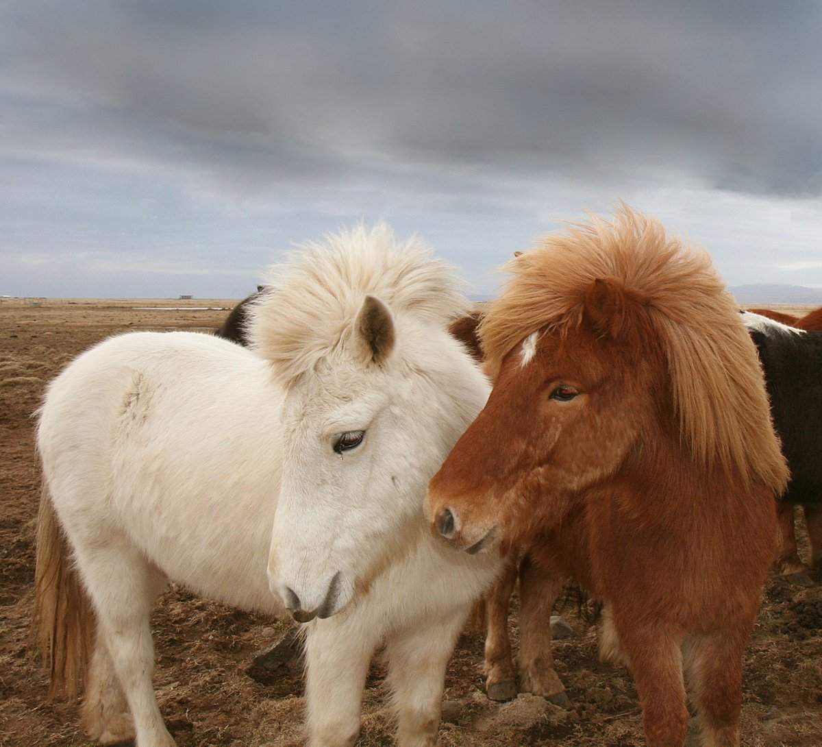 Милые животные лошади