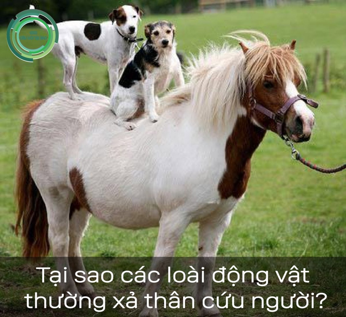 Лошади и пони